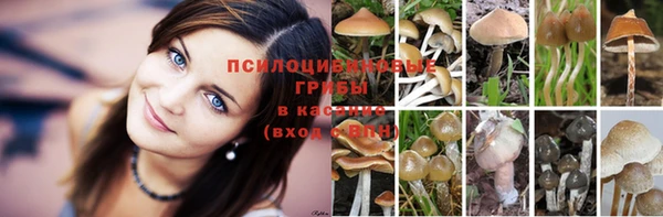 apvp Аркадак